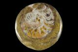 Polished Fossil Goniatite "Buttons" - 1 to 2” - Photo 2